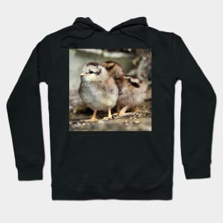 Two chicks just hatched Hoodie